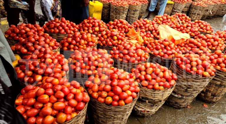 Tomato Prices To Crash From August — Traders