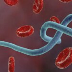 Ebola outbreak could cost Africa $3.6 bn, says UN