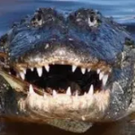 Obeagwe: Anambra riverine community worships alligator as god