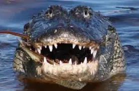 Obeagwe: Anambra riverine community worships alligator as god